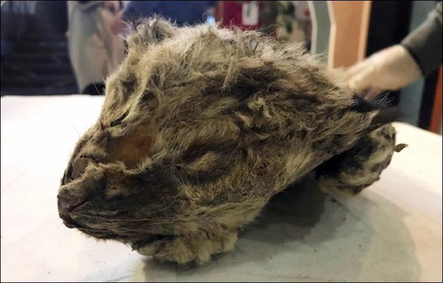 Excited scientists unveiled the cave lion cub in Yakutsk, Rusia