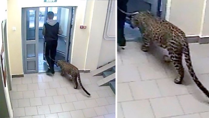 Leopardo en Rusia