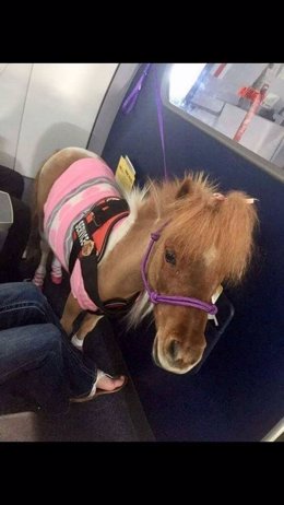 Un poni en un avión como animal de soporte emocional