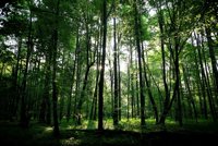 El TJUE amenaza con multar a Polonia con 100.000 euros diarios si continúa talando el bosque de Bialowieza