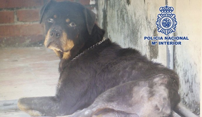 Perro maltrato animal rescatado por la policía en vélez can desnutrido