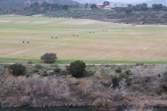 REGADÍO, CULTUVO, REGAR, AGRICULTURA, AGRICULTOR, CAMPO