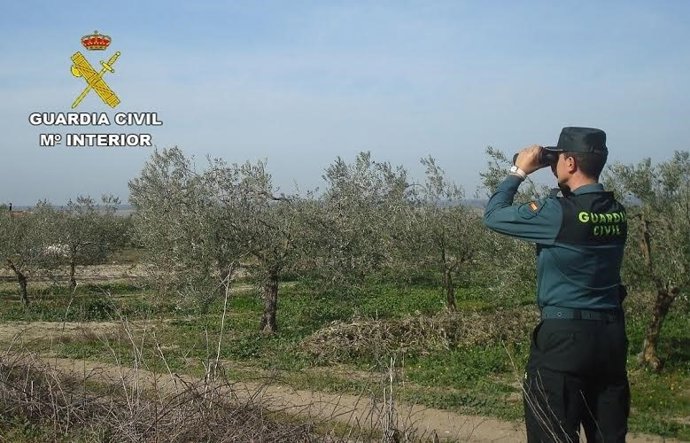 Robo de aceitunas en La Palma del Condado (Huelva).
