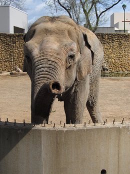 La elefanta del Zoo de Córdoba