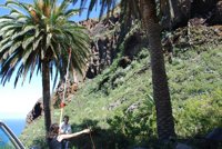 El Cabildo de Tenerife impulsa un proyecto para catalogar y conservar las palmeras de la isla