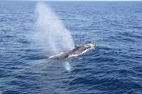 El corredor de migración de cetáceos del Mediterráneo se declarará Área Marina Protegida