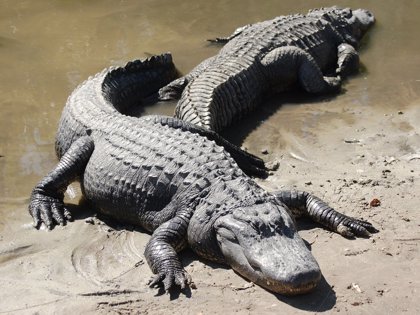 La genómica permite transformar escamas de reptil en plumas