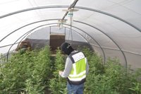 Seis detenidos en Coria del Río por cultivo de marihuana a gran escala