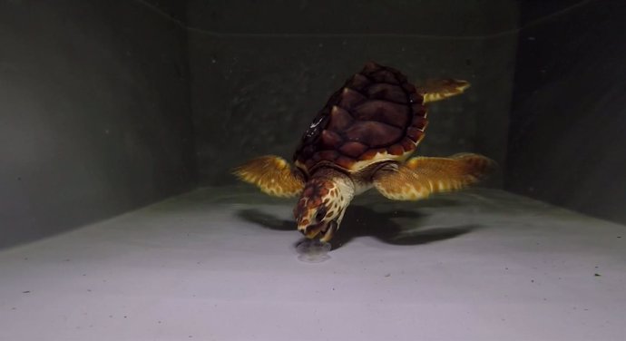 Investigan si las tortugas pueden distinguir plásticos de alimento vivo
