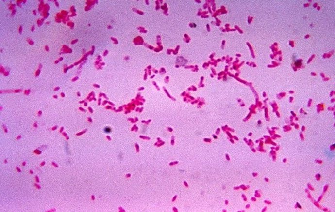 Fusobacterium, bacterias