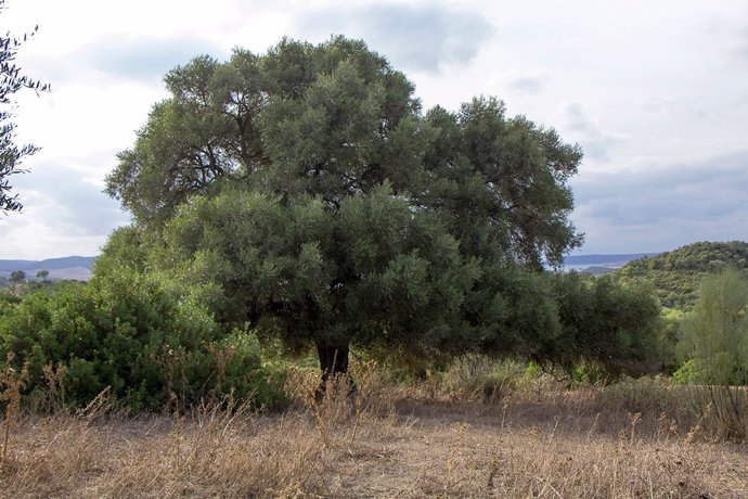Constatan que el olivo silvestre o acebuche prefiere el polen lejano