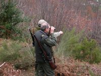 FOP denuncia prácticas de caza incompatibles con la conservación del oso