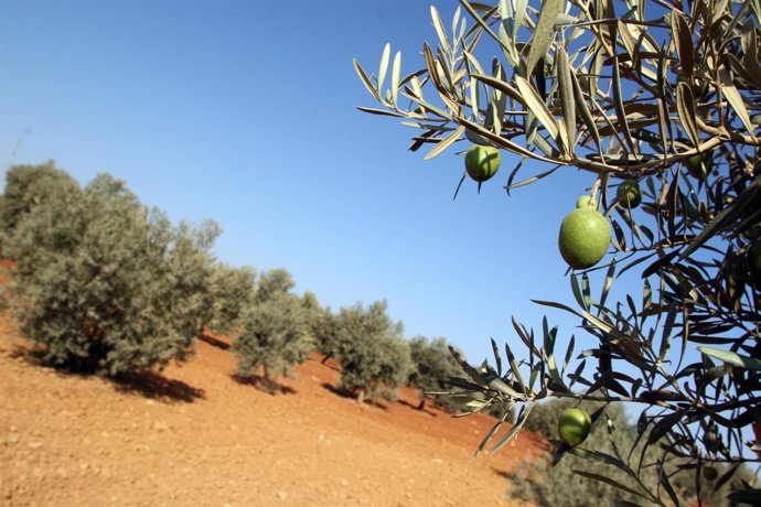 Una finca de olivos en Andalucía.