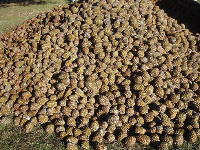 Campaña de rcogida de piñas en Andalucía