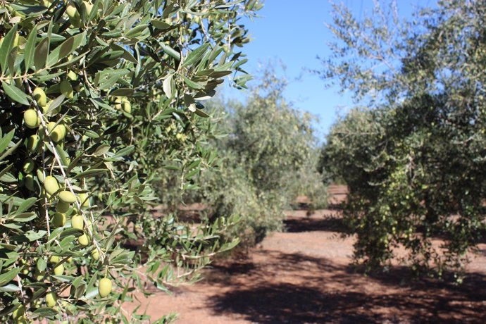 Una de las variedades de olivo presentes en Andalucía