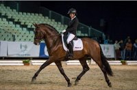 Un caballo criado en Brazatortas se proclama campeón del mundo de doma clásica de pura raza