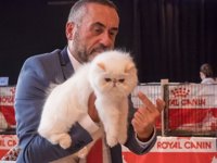 Unos 1.000 visitantes participan en Mi Mascota, la gran fiesta de los amantes de los animales del sur de España