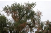 UPA subraya la importancia de informar y prevenir ante la bacteria 'Xylella Fastidiosa'