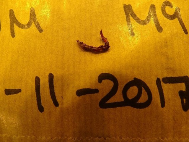 Gusano nacido en suelo simulado de Marte