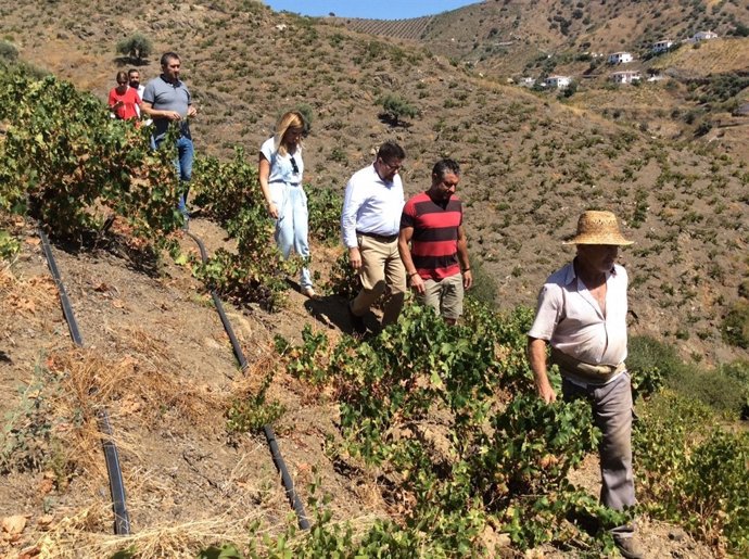 Sánchez Haro consejero agricultura málaga pasa uva axarquía patrimonio mundial