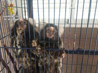La Guardia Civil recupera dos monos titís enjaulados en una vivienda de Burriana