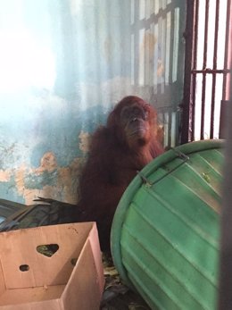 Orangután en el zoológico Monkey Jungle de Florida