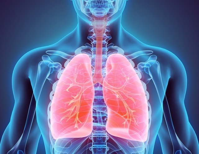 Resultado de imagen para pulmones