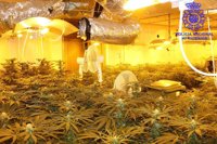 Desmantelan una plantación de marihuana en Boo y detienen a tres hombres