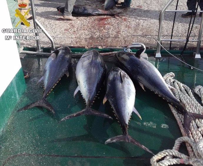 Atunes rojos intervenidos en Tarifa (Cádiz)