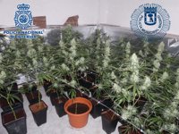 Dos detenidos en Vallecas por construir en un falso techo un laboratorio de 200 plantas de marihuana