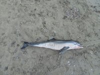 Aparece muerta una cría de delfín en la Playa dels Morts de Peguera