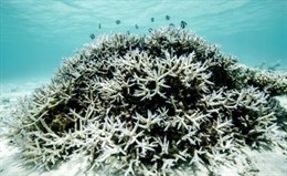 Signos de blanqueamiento en coral