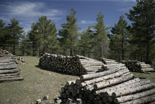 Pilas de madera en la sierra