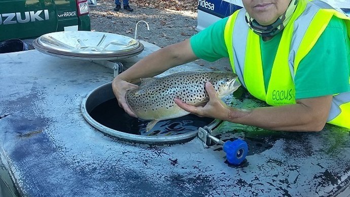 Rescate de trucha en el canal de Gavet