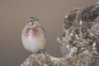 Eguzki denuncia la comercialización ilegal, por internet, de jilgueros y otros pájaros silvestres