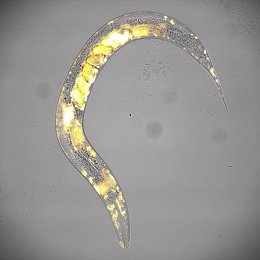 Gusano nematodo (Caenorhabditis elegans) con embriones en su interior