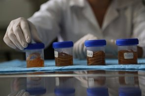 Consiguen aumentar la vida de moscas y las lombrices. ¿Cómo nos beneficia esta investigación? (FLICKR/OMS)