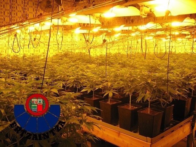 Plantación de marihuana desmantelada por Ertzaintza