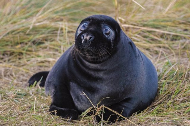 foca negra