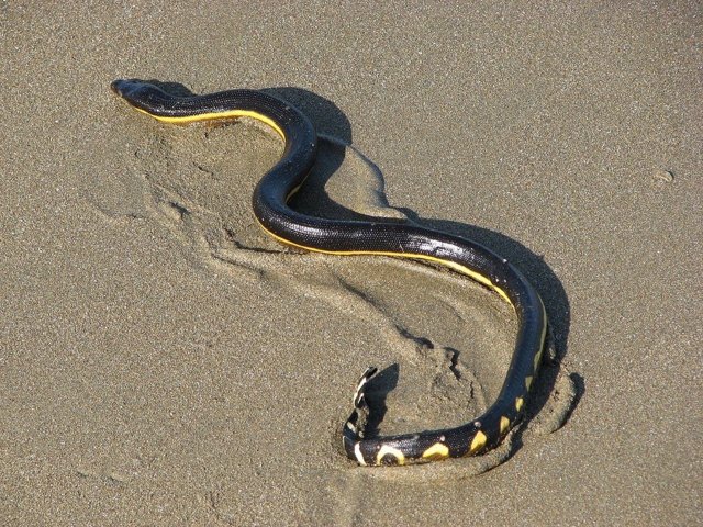 Serpiente marina de vientre amarillo