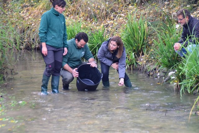 Reintroducen medio millar de cangrejos autóctonos en el río Darro
