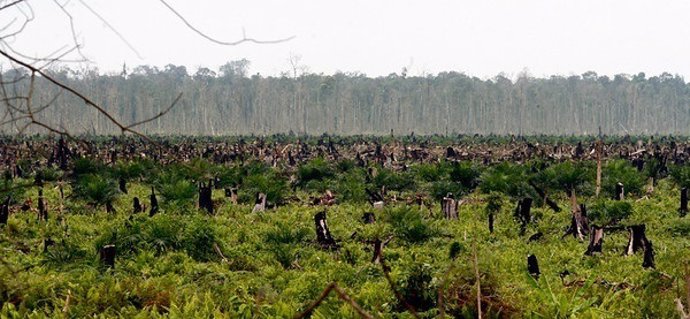 Los bosques de Indonesia siguen amenazados por la industria del aceite de palma