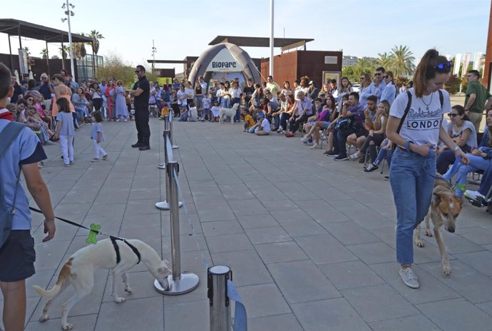 11º Desfile Solidario De Perros Abandonados 