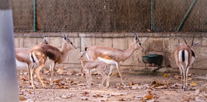 Una nueva cría de gacela común ('gazella dorcas') en el Zoo de Barcelona