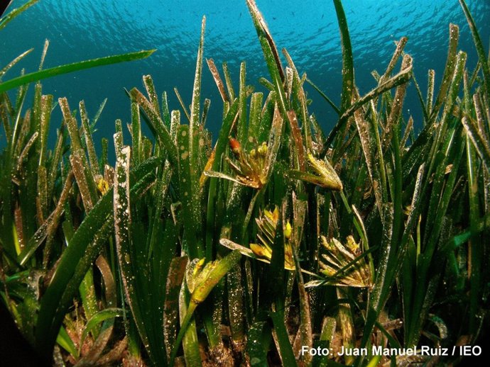 Imagen de posidonia oceánica