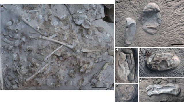 Huevos fósiles de pterosaurios