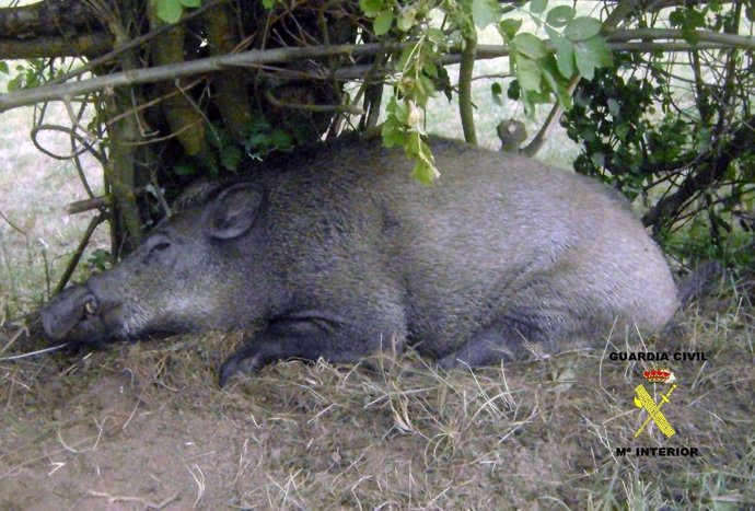 Jabali capturado con un lazo de acero en Asturias