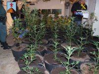 Un detenido tras desmantelar una plantación 'indoor' de marihuana en una vivienda de Montüiri