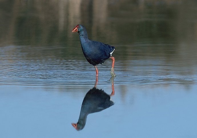 Calamón común en una imagen de archivo