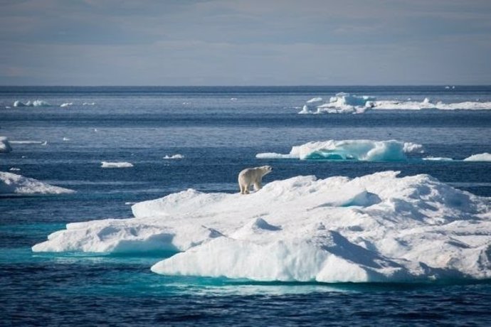 Oso polar en el océano Ártico